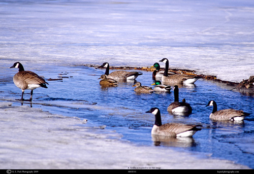 Canada Geese and Mallards