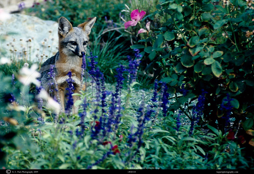 Kit Fox in Garden