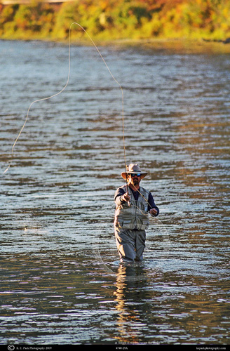 Fly Fisherman casting