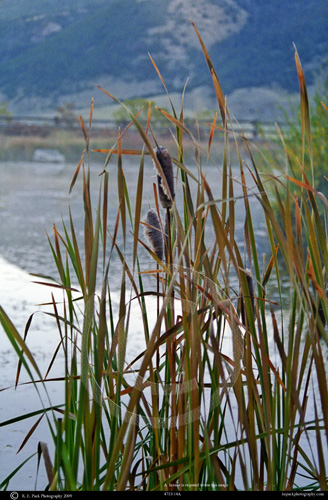 Cattails on the Snake River