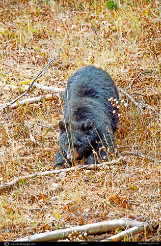 Black Bear foraging
