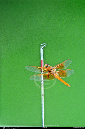 Dragonfly on rod tip