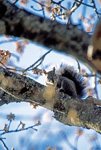 gray tree squirrel