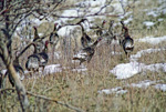 Merriam's Wild Turkeys