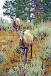 Bighorn Sheep Ewes
