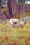 Rocky Mountain Bighorn Ewes & nursing lamb