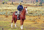 Rider on chestnut horse