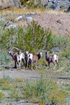 Bighorn Sheep Ram